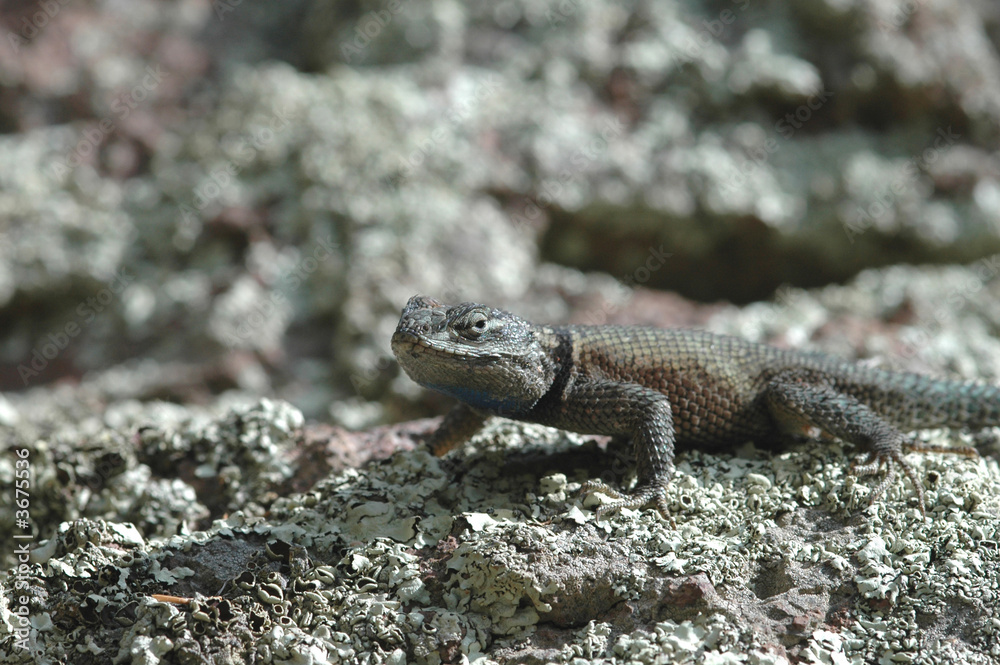 A small spiny lizard from the southern Arizona mountains. A small spiny lizard from the southern Arizona mountains.