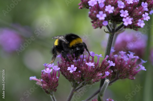 Bumblebee on purple flowers
