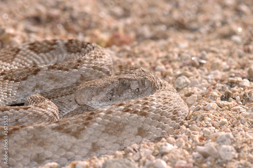 A western diamondback rattlesnake 