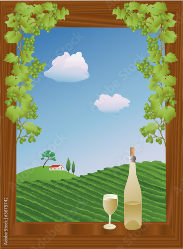 summer vineyard