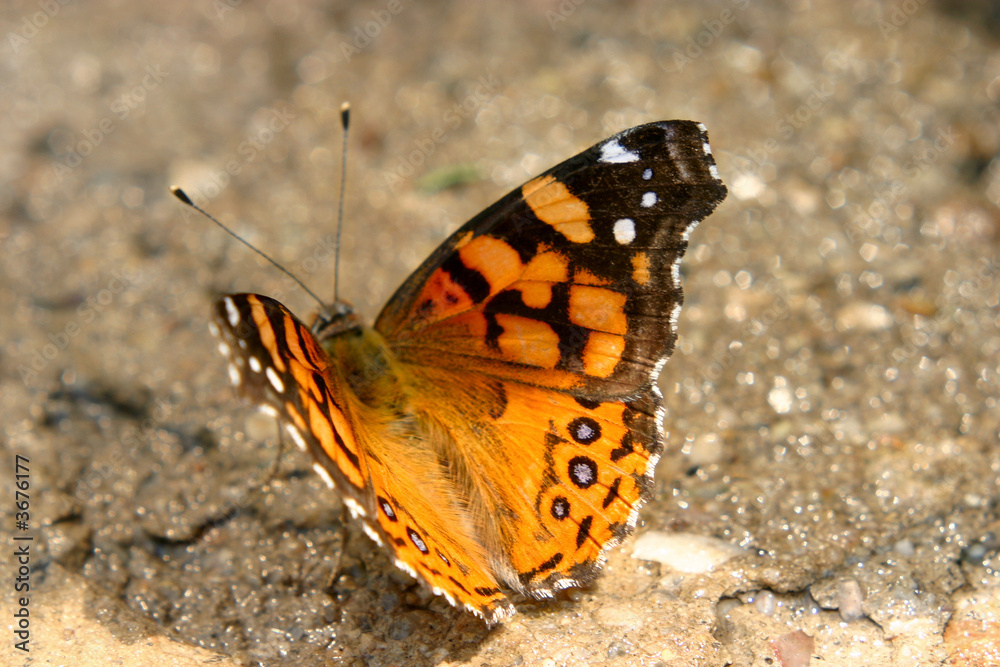 Butterfly Drinking On Cement Butterfly Drinking On Cement
