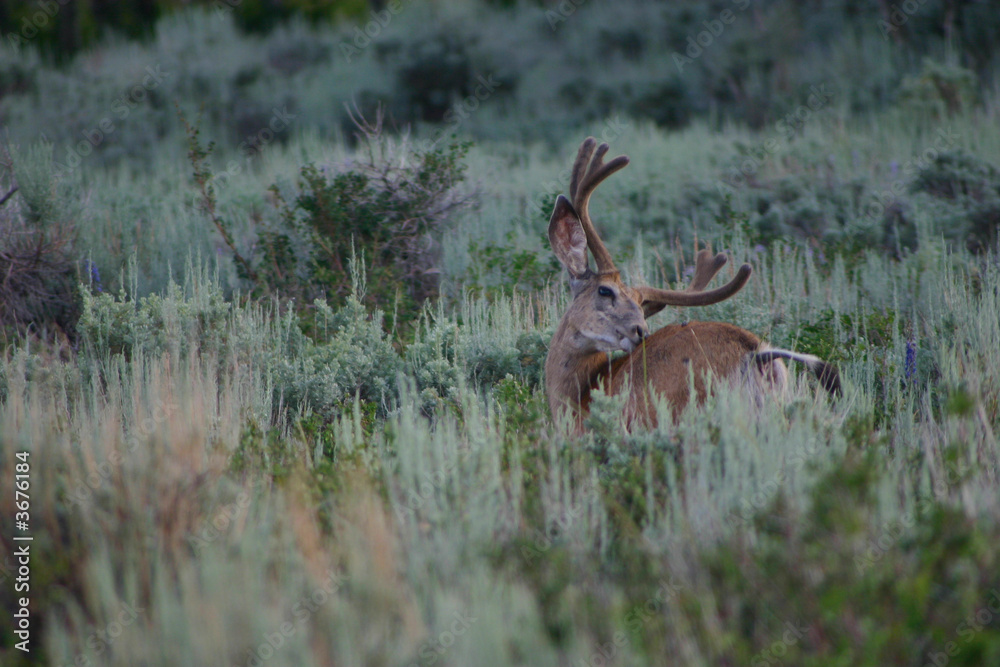 Deer Itch Deer Itch