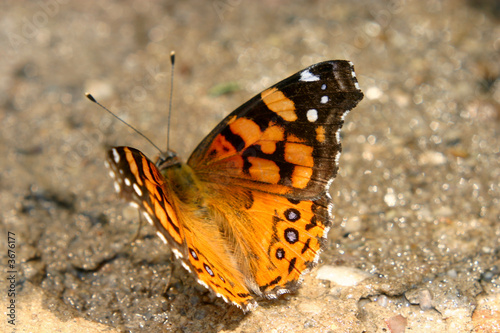 Butterfly Drinking On Cement