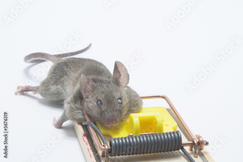 A dead field mouse in a mousetrap.