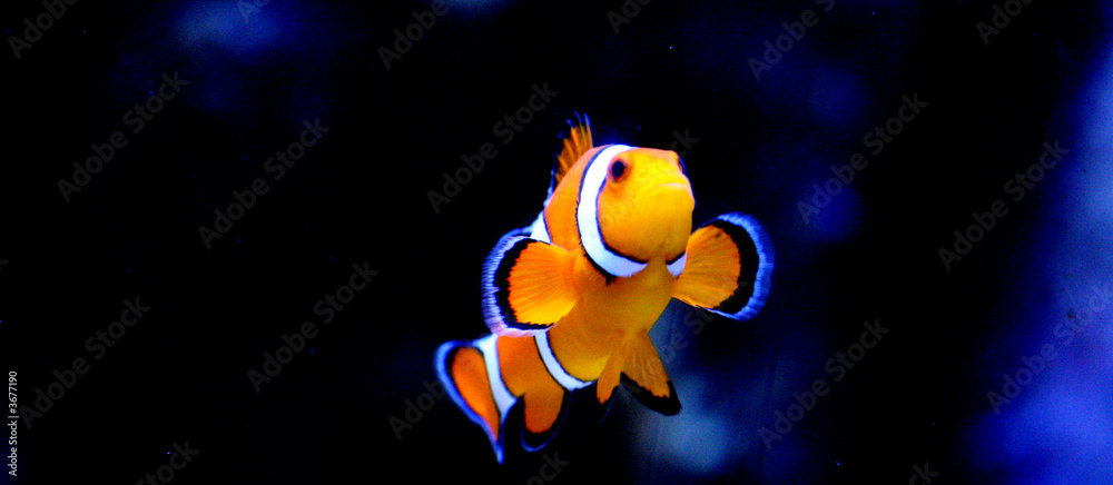 Fototapeta premium Striped Clownfish