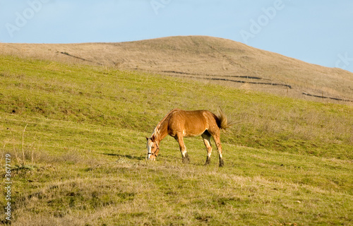 chestnut mareat feeding in hillside pasture 