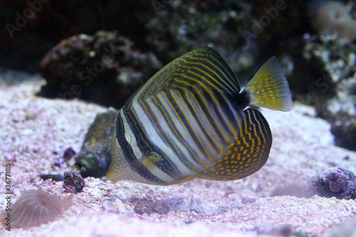 Striped Angelfish