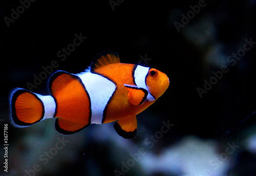 Leinwand Poster Striped Clownfish