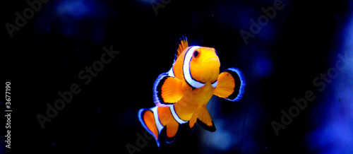 Fotografiet Striped Clownfish