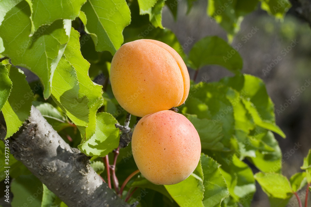 Abricots murs -111.dng Abricots murs -111.dng