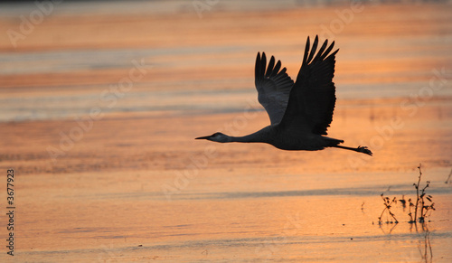 A sandhill crane takes off slightly before sunrise 