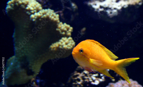 Orange Fish © Lucid_Exposure