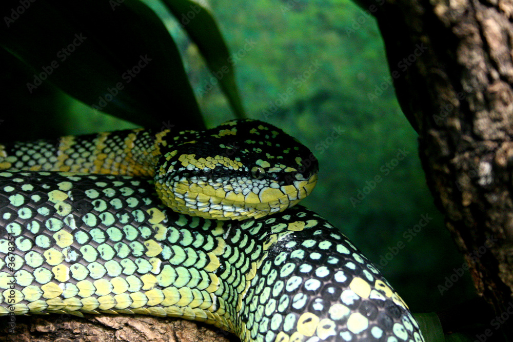 Fototapeta premium Venomous Snake