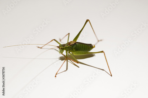 Grasshopper © Oliver Anlauf