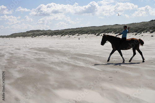 horse on the beach