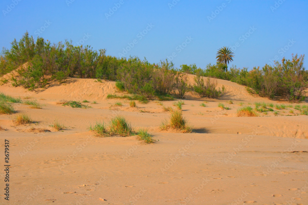 Golden sand dune in the afternoon light Golden sand dune in the afternoon light