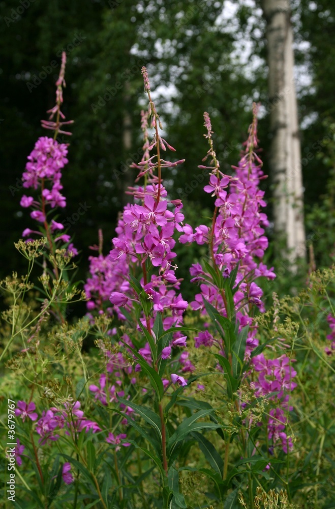 Obraz premium Rosebay willowherb