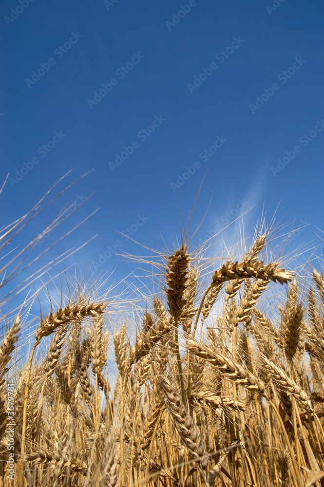 An image of ripe ears of wheat 14 An image of ripe ears of wheat 14