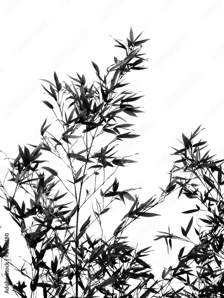 Fototapeta premium Drzewo bambusowe pośród Bryzy