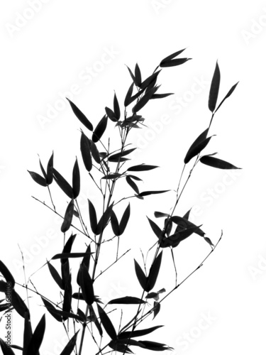 Fototapeta Naklejka Na Ścianę i Meble -  Bamboo Tree and Branches