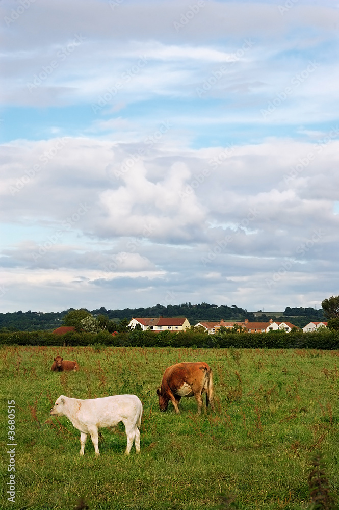 Cows Grazing in a field in South Gloucestershire