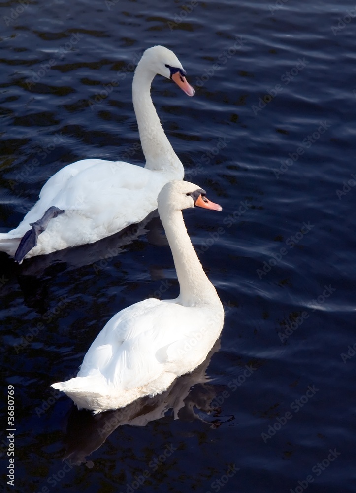 Obraz premium Two white swans