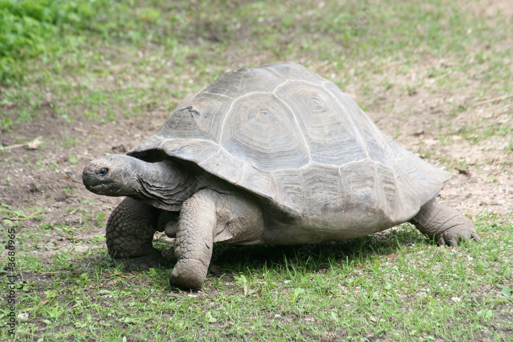 turtle turtle