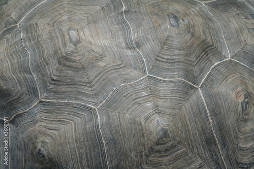 pattern on turtle scutum photo