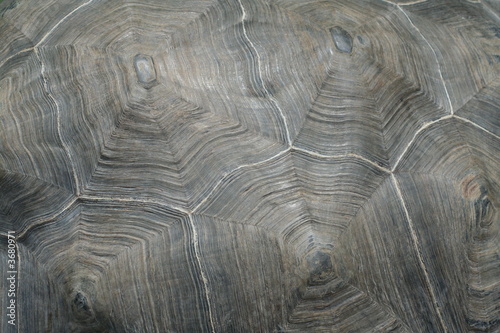 Bilde på lerret pattern on turtle scutum