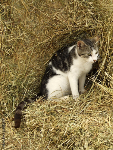 Farm cat on hay