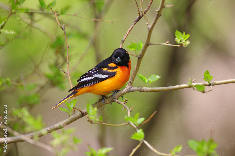 Baltimore Oriole during the spring migration
