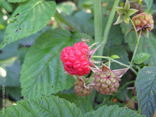 Obraz na płótnie red fruit