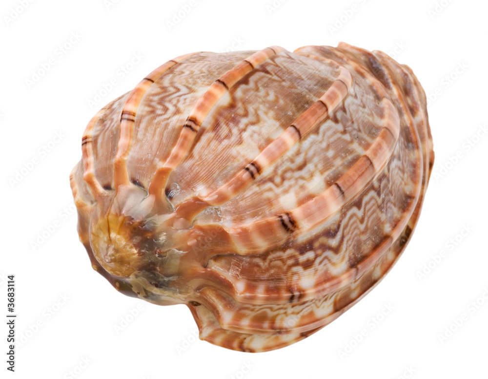 Sea shell isolated on white-image04. Top view. Clipping path. Sea shell isolated on white-image04. Top view. Clipping path.