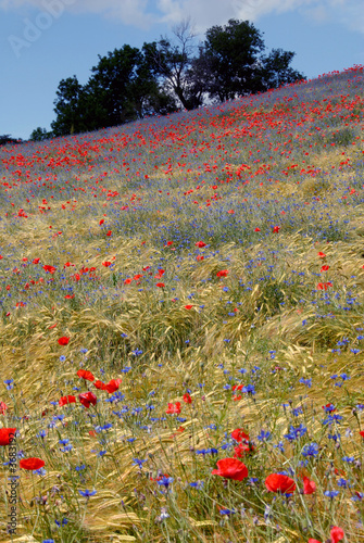  printemps doré photo