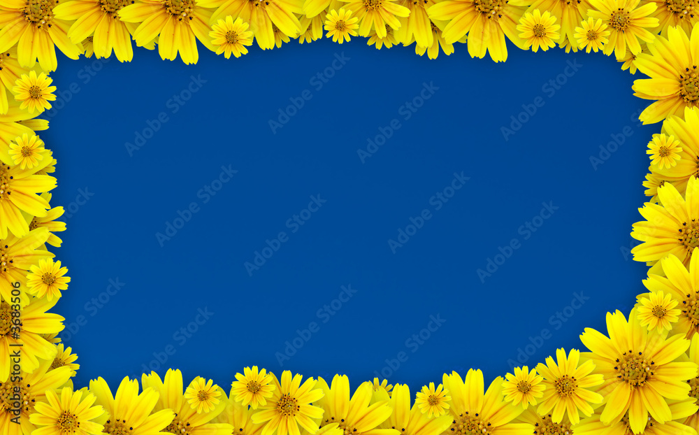 Obraz premium Flower frame - coreopsis lanceolata used for floral frame
