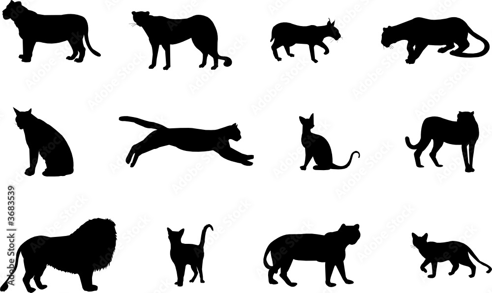 Obraz premium cats silhouettes