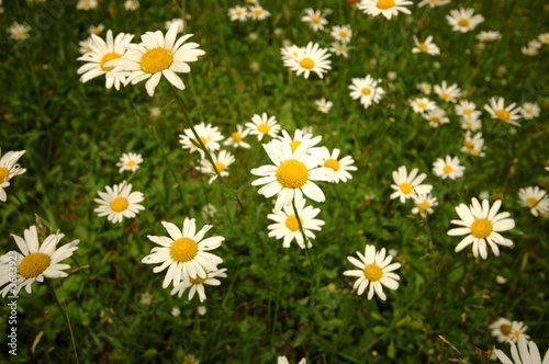 A big group of white and yellow wildflowers © Lisa Svara