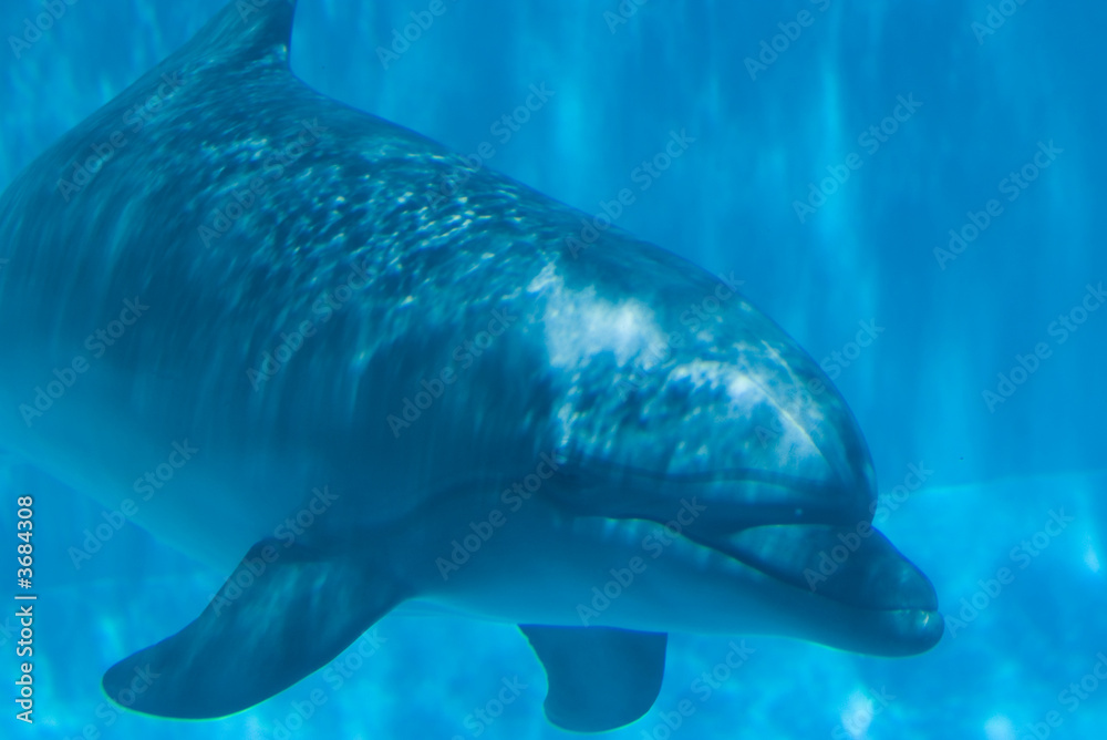Naklejka premium Underwater Dolphin