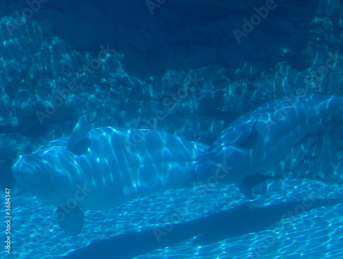 Mother and baby whale Beluga swimming in tank