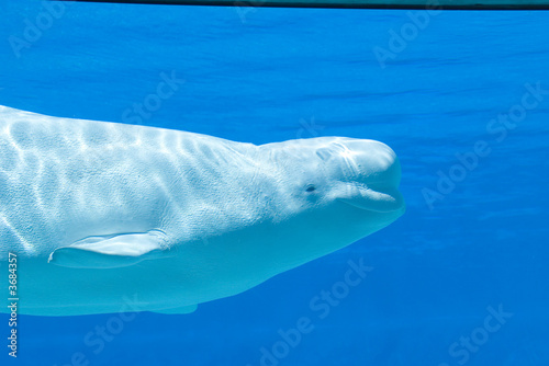 Stampa su Tela Beluga whale swimming in tank