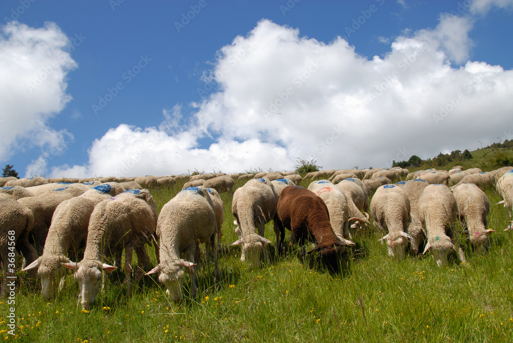 Fototapeta premium moutons 