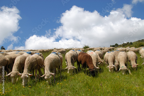 moutons  photo