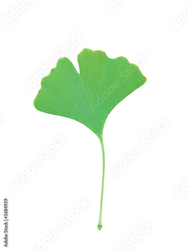 ginkgoblatt