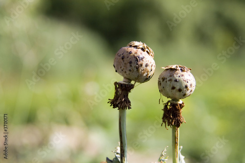 field flower © Dmitri MIkitenko