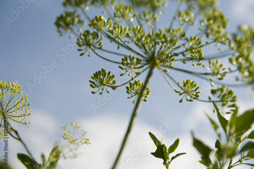 field flower