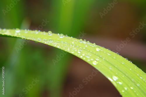 Drops of water on a leaf of a grass 