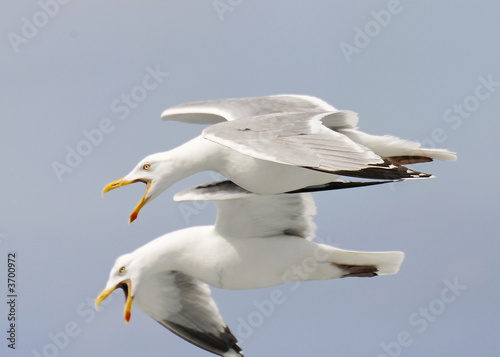 screaming seagulls photo