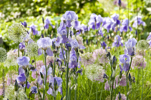 Bearded Iris and Giant Onions