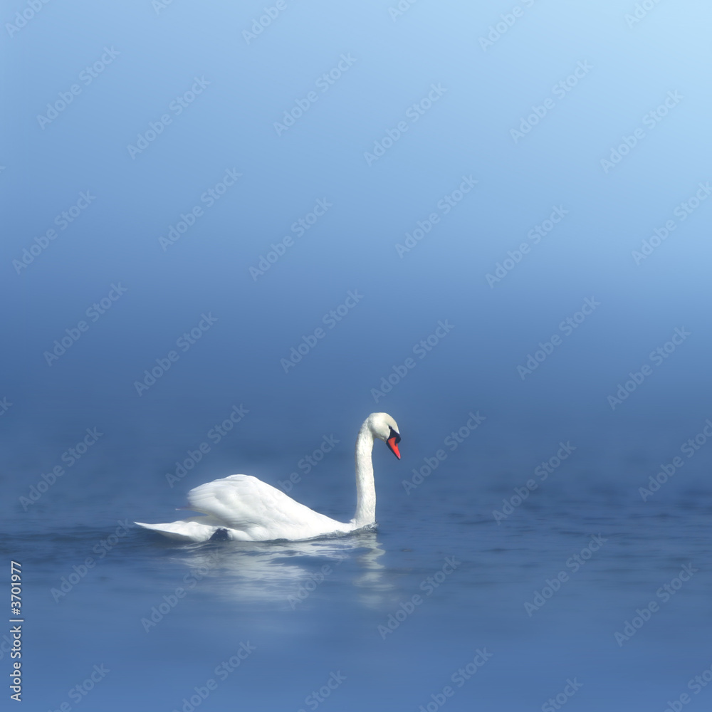 white swan