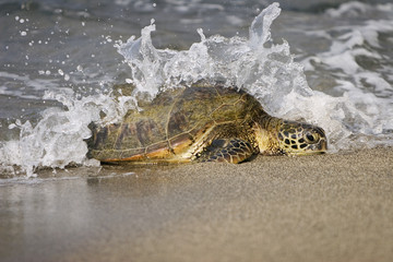 Sierkussen Schildpad Onechte karetschildpad in oceaan  © JEANNE